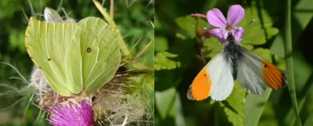 © Carl Payne (left) Steve Palin (right)